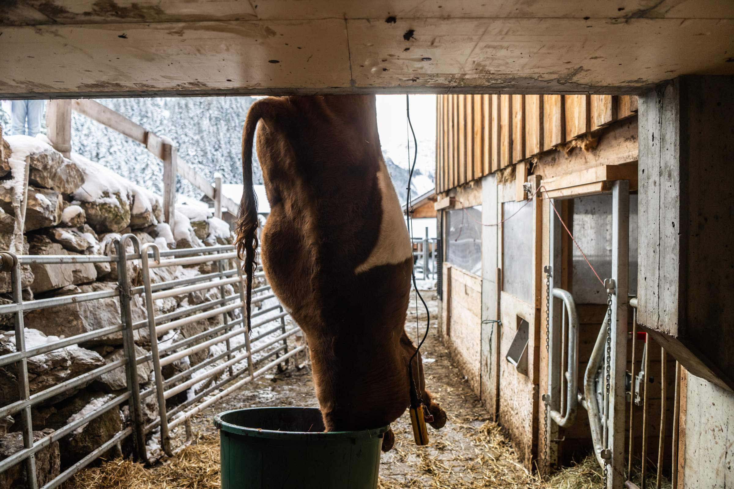 die grüne, Hofschlachtung